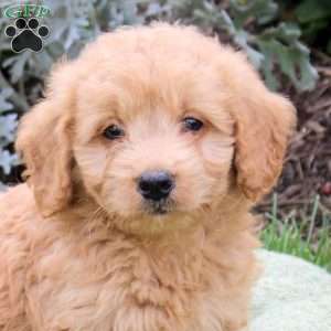 Jax, Mini Goldendoodle Puppy
