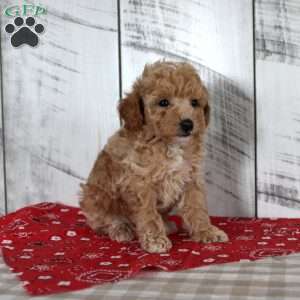Jax, Toy Poodle Puppy