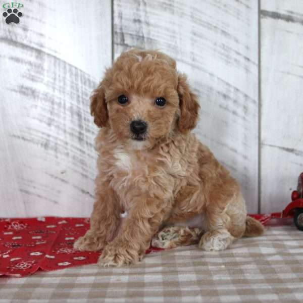 Jax, Toy Poodle Puppy