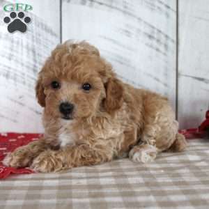 Jax, Toy Poodle Puppy