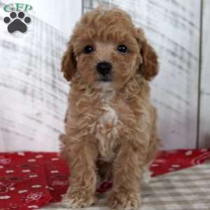 Jax, Toy Poodle Puppy