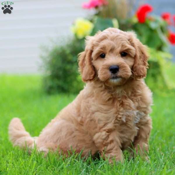 Jay, Mini Goldendoodle Puppy