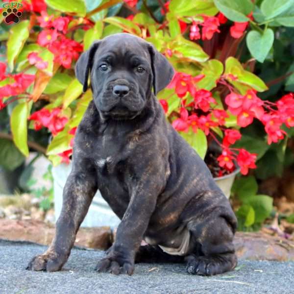 Jayda, Cane Corso Puppy