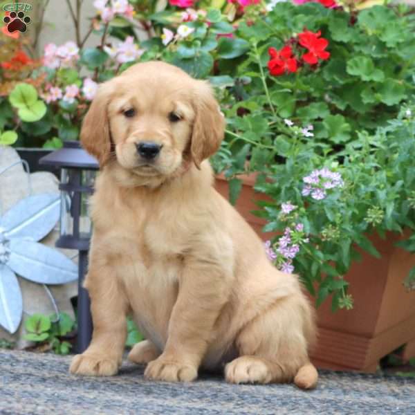 Jayda, Golden Retriever Puppy