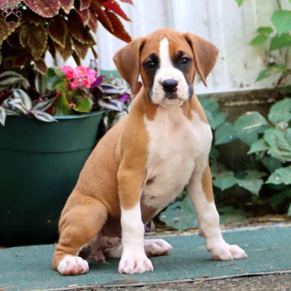 Jayda, Boxer Puppy