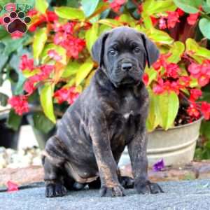Jayda, Cane Corso Puppy