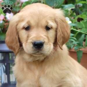Jayda, Golden Retriever Puppy