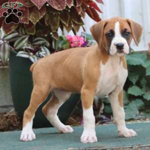 Jayda, Boxer Puppy