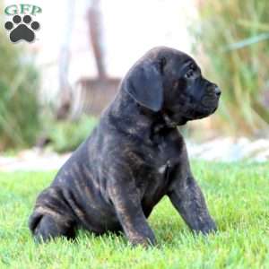 Jayda, Cane Corso Puppy