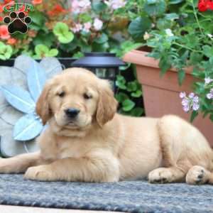 Jayda, Golden Retriever Puppy