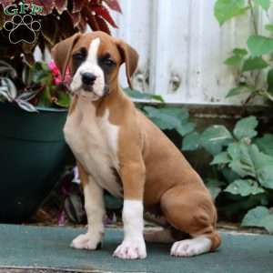 Jayda, Boxer Puppy