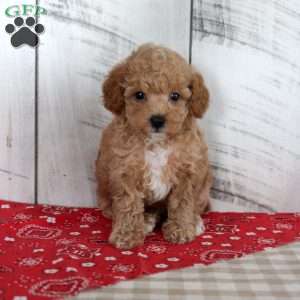 Jaz, Toy Poodle Puppy