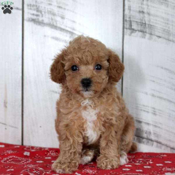Jaz, Toy Poodle Puppy