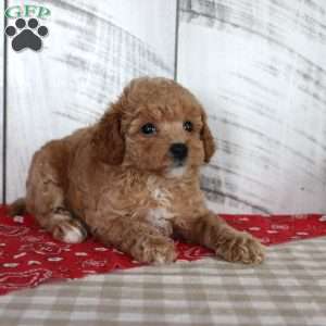 Jaz, Toy Poodle Puppy