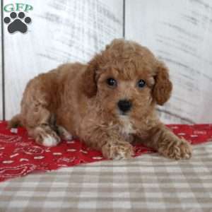 Jaz, Toy Poodle Puppy
