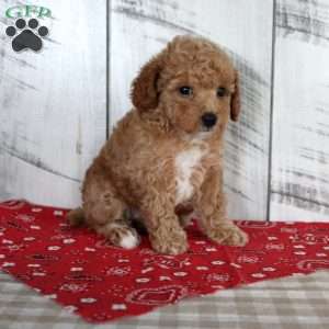 Jaz, Toy Poodle Puppy
