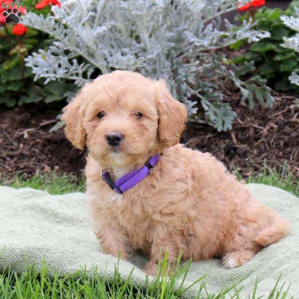 Jazzy, Mini Goldendoodle Puppy