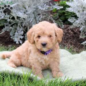 Jazzy, Mini Goldendoodle Puppy