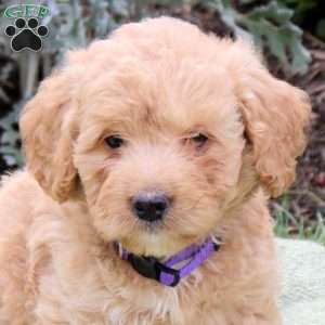 Jazzy, Mini Goldendoodle Puppy
