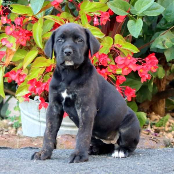 Jazzy, Cane Corso Puppy