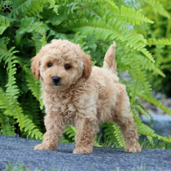 Jazzy, Bich-Poo Puppy