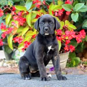 Jazzy, Cane Corso Puppy