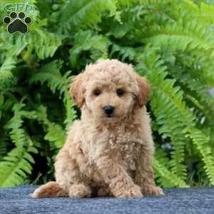Jazzy, Bich-Poo Puppy