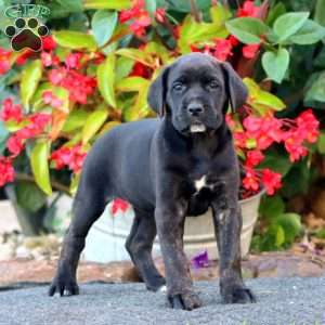 Jazzy, Cane Corso Puppy