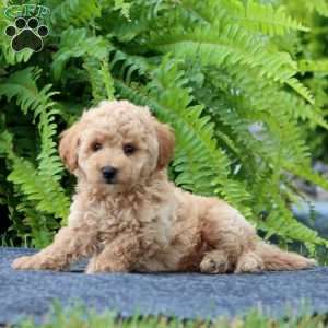 Jazzy, Bich-Poo Puppy