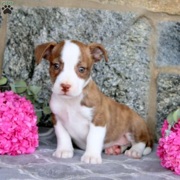 Jed, Boston Terrier Mix Puppy