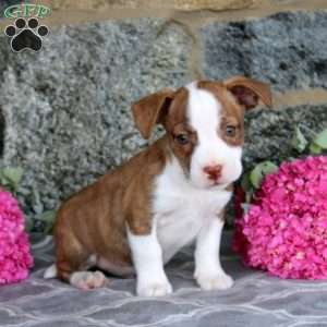 Jed, Boston Terrier Mix Puppy