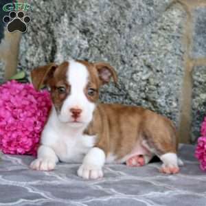 Jed, Boston Terrier Mix Puppy
