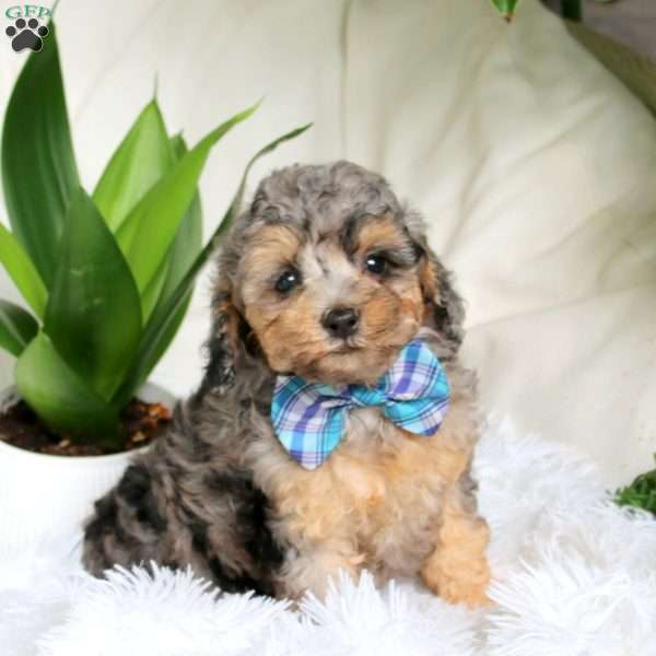 Jediah, Cockapoo Puppy