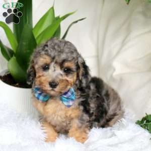 Jediah, Cockapoo Puppy