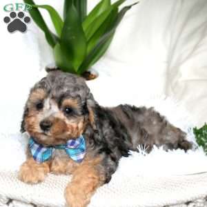 Jediah, Cockapoo Puppy