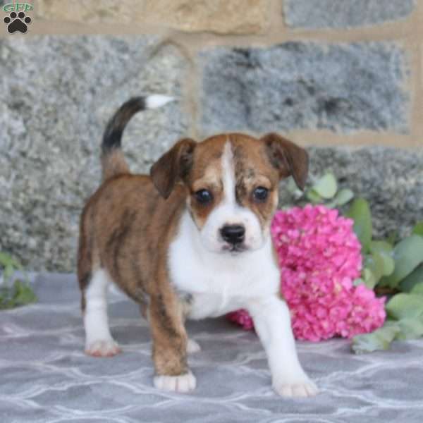 Jeff, Boston Terrier Mix Puppy