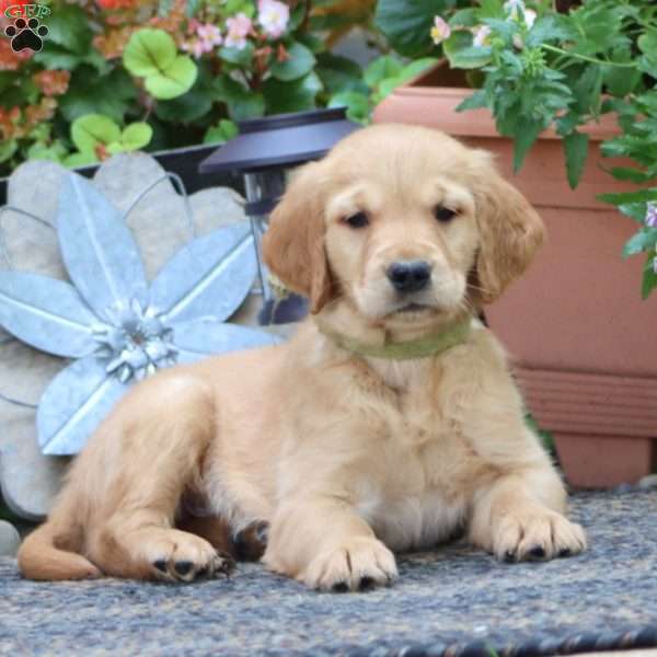 Jeff, Golden Retriever Puppy