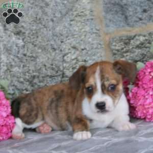 Jeff, Boston Terrier Mix Puppy