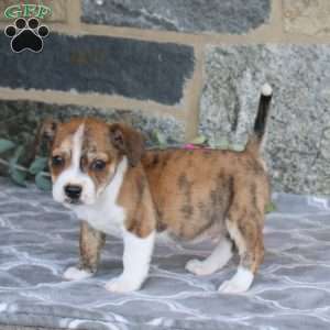 Jeff, Boston Terrier Mix Puppy