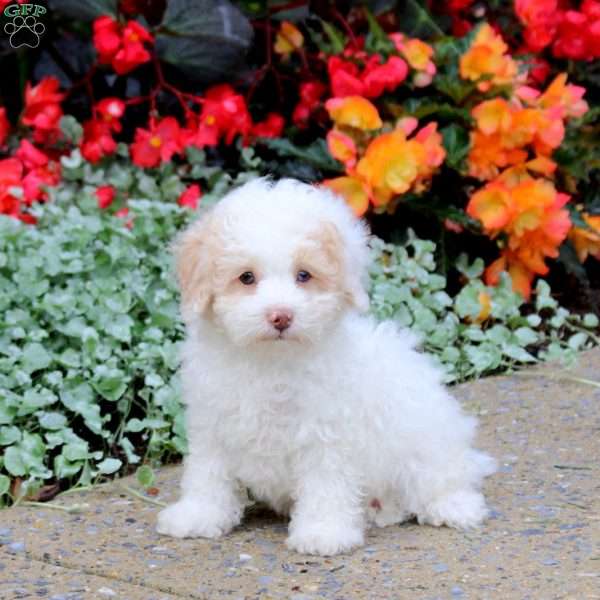 Jeffrey, Toy Poodle Puppy