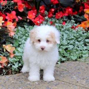 Jeffrey, Toy Poodle Puppy