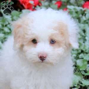 Jeffrey, Toy Poodle Puppy