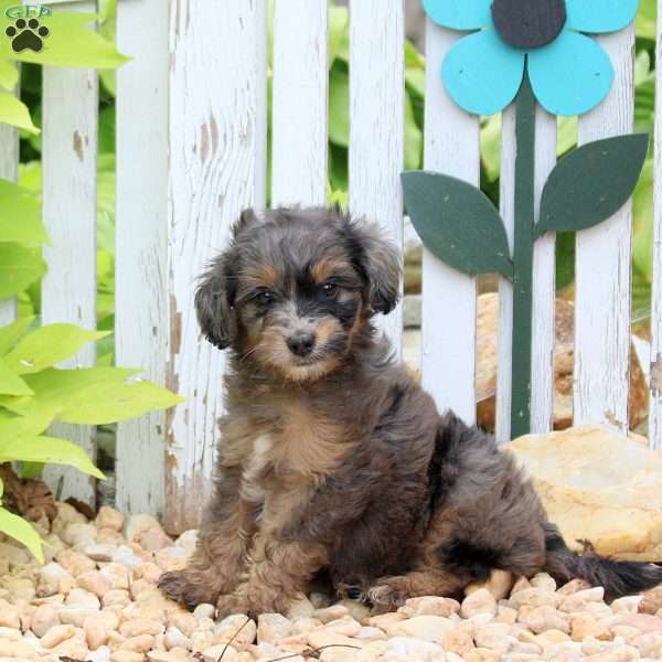 Jenna, Mini Aussiedoodle Puppy