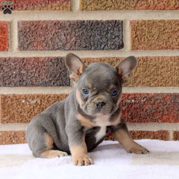 Jenna, French Bulldog Puppy