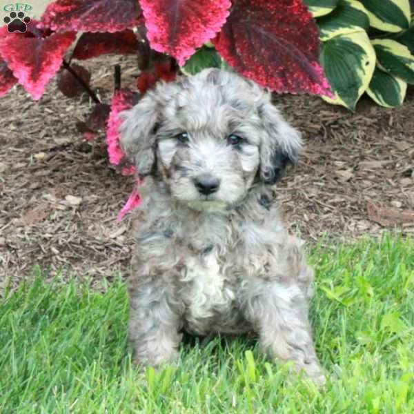 Jenna, Goldendoodle Puppy
