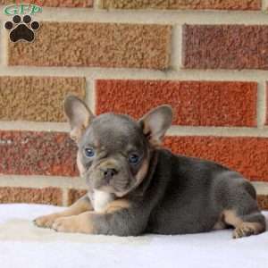 Jenna, French Bulldog Puppy