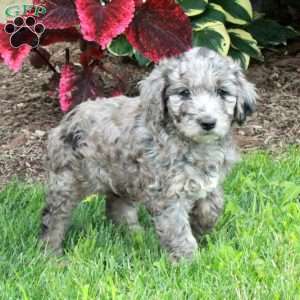 Jenna, Goldendoodle Puppy