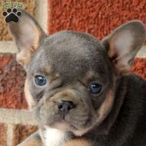 Jenna, French Bulldog Puppy