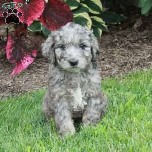 Jenna, Goldendoodle Puppy