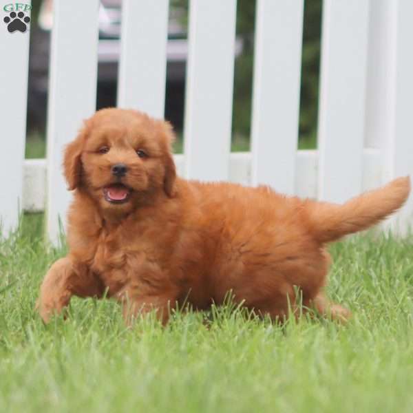 Jenna, Mini Goldendoodle Puppy